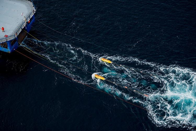 Ballenas mar argentino1