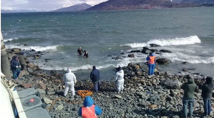 planta bahia golondrina. 1