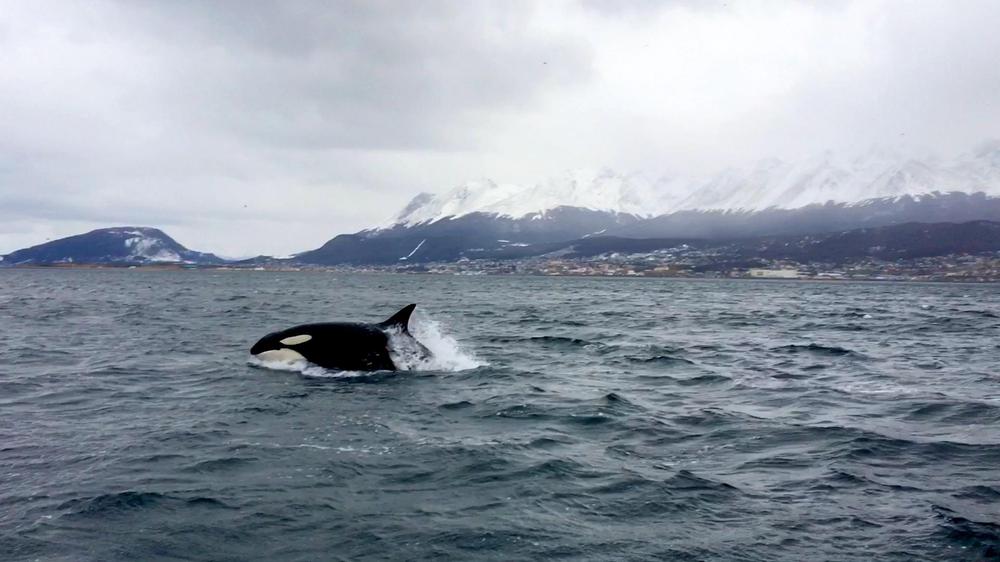orca ushuaia