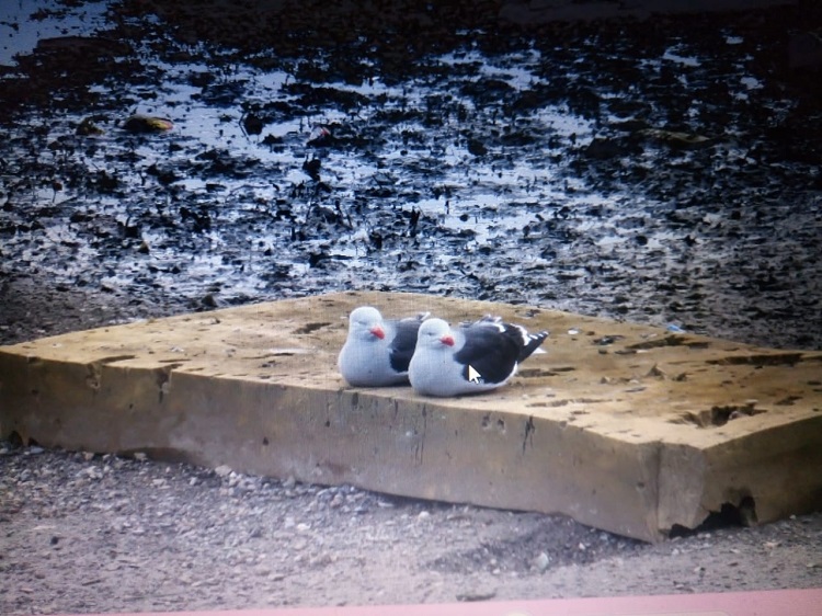 destrozos en Bahia Encerrada 5