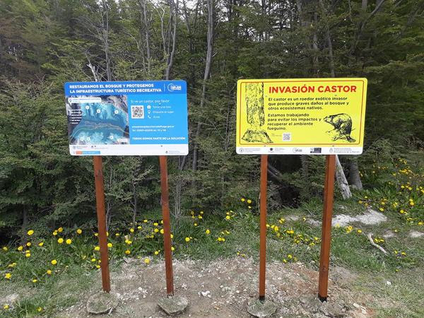 castor