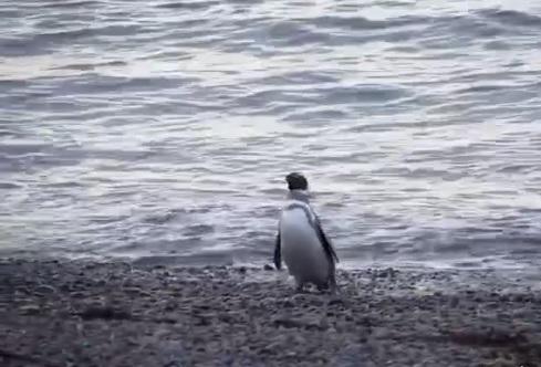 pinguinos chubut