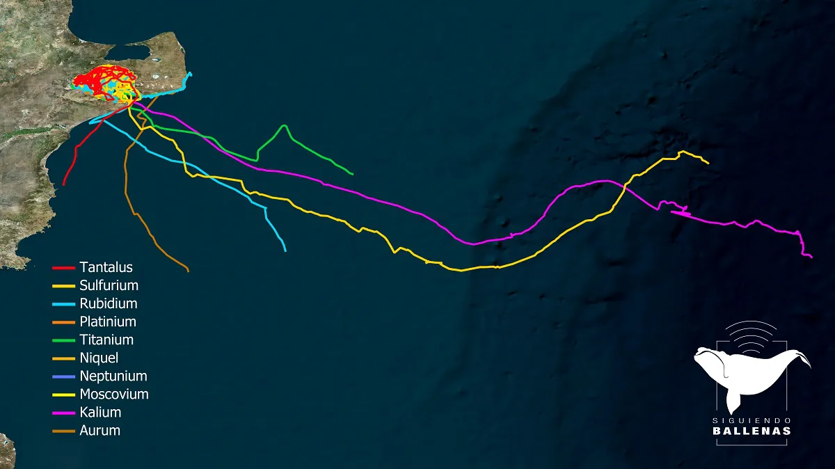 Siguiendoballenas 2024-25 (rect) mapa