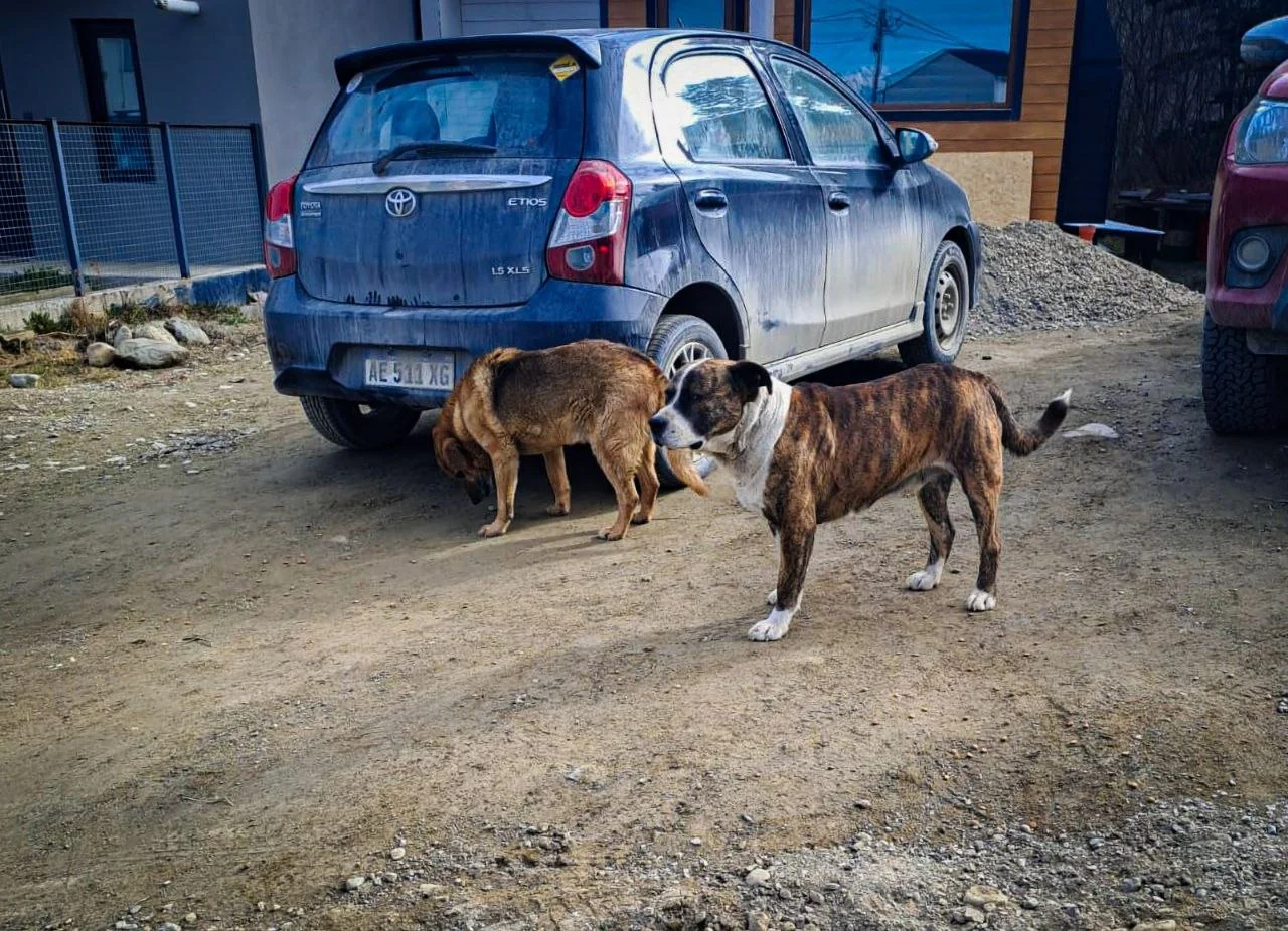 PERROS SUELTOS