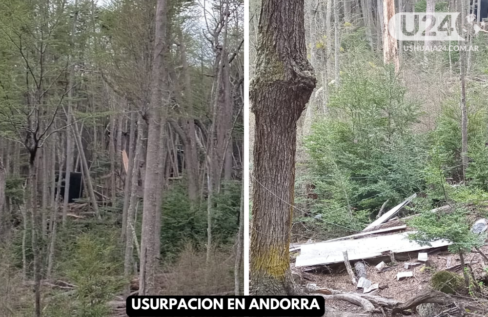 dividida