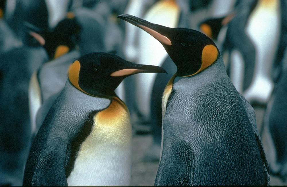 pinguinos antartida