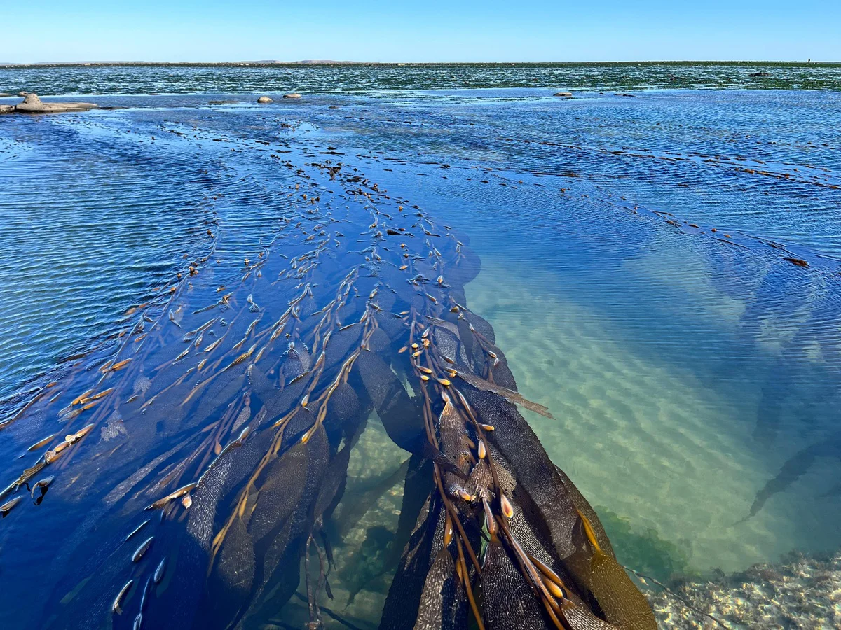 condrictios 9, gentileza _Por el Mar_
