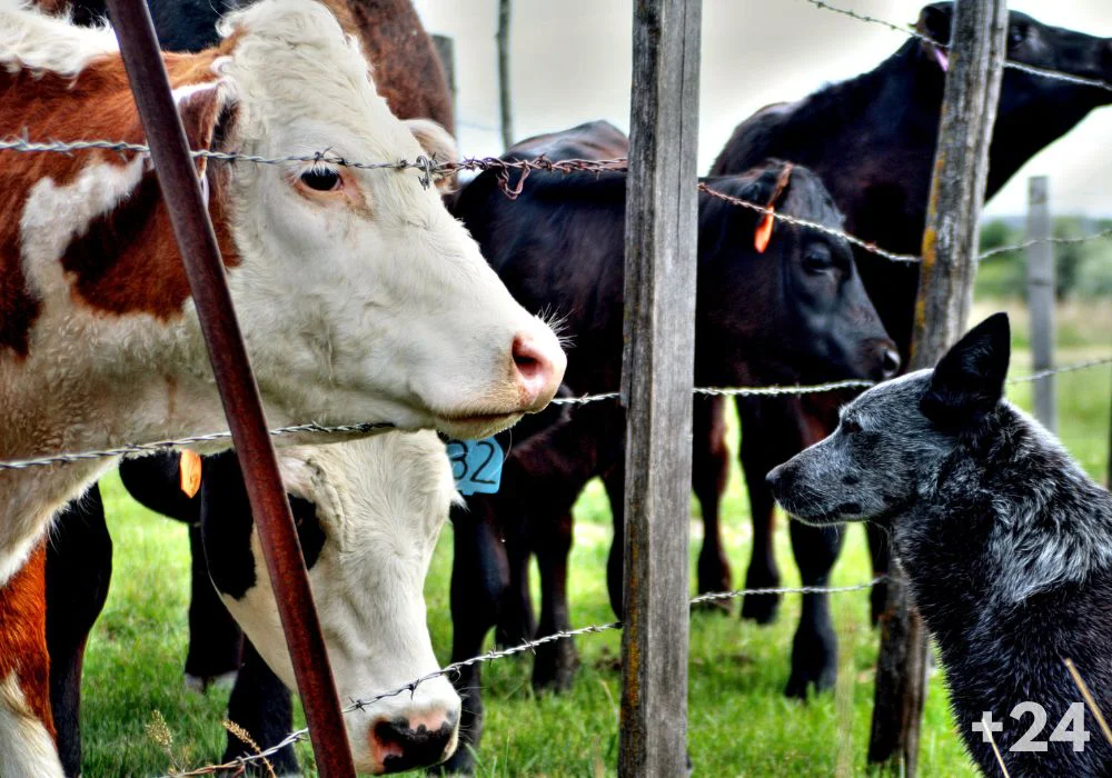 vacas campo