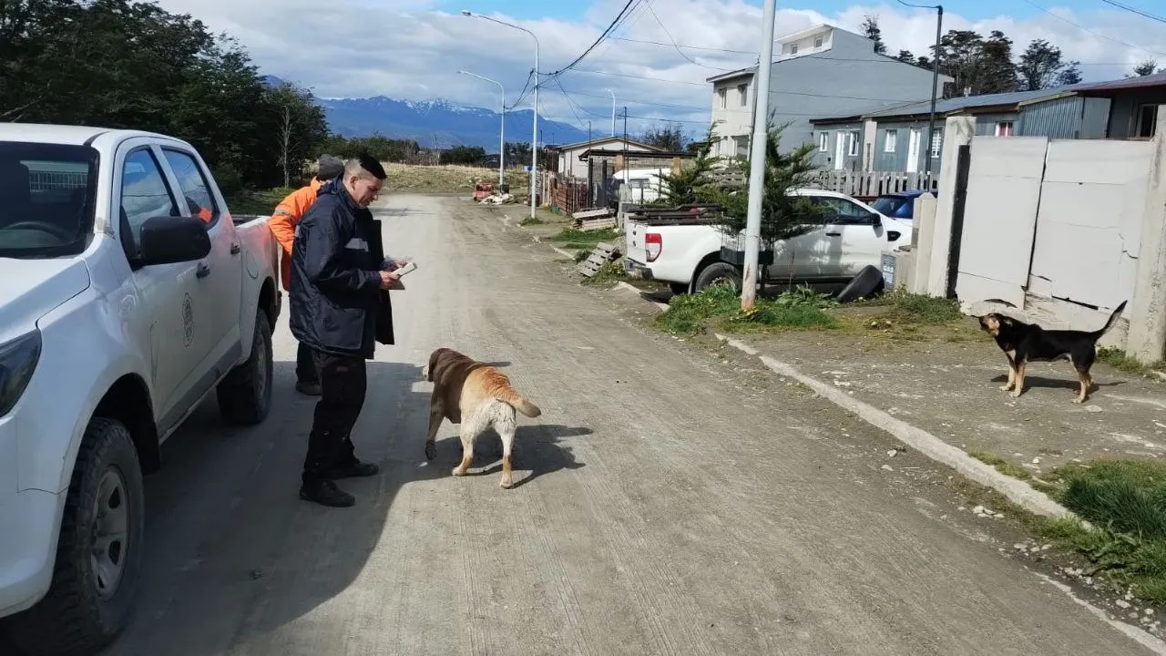 zoonosis perros sueltos
