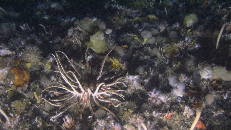 ANTARTIDA