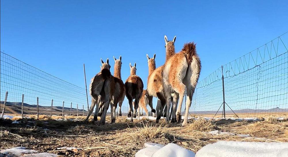 guanacos