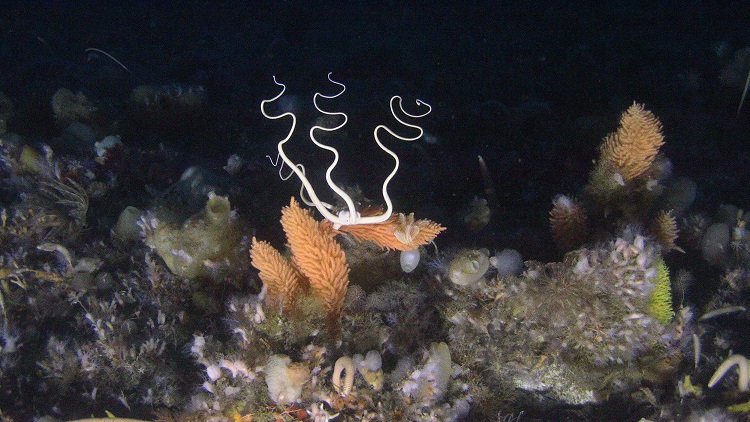 ANTARTIDA1