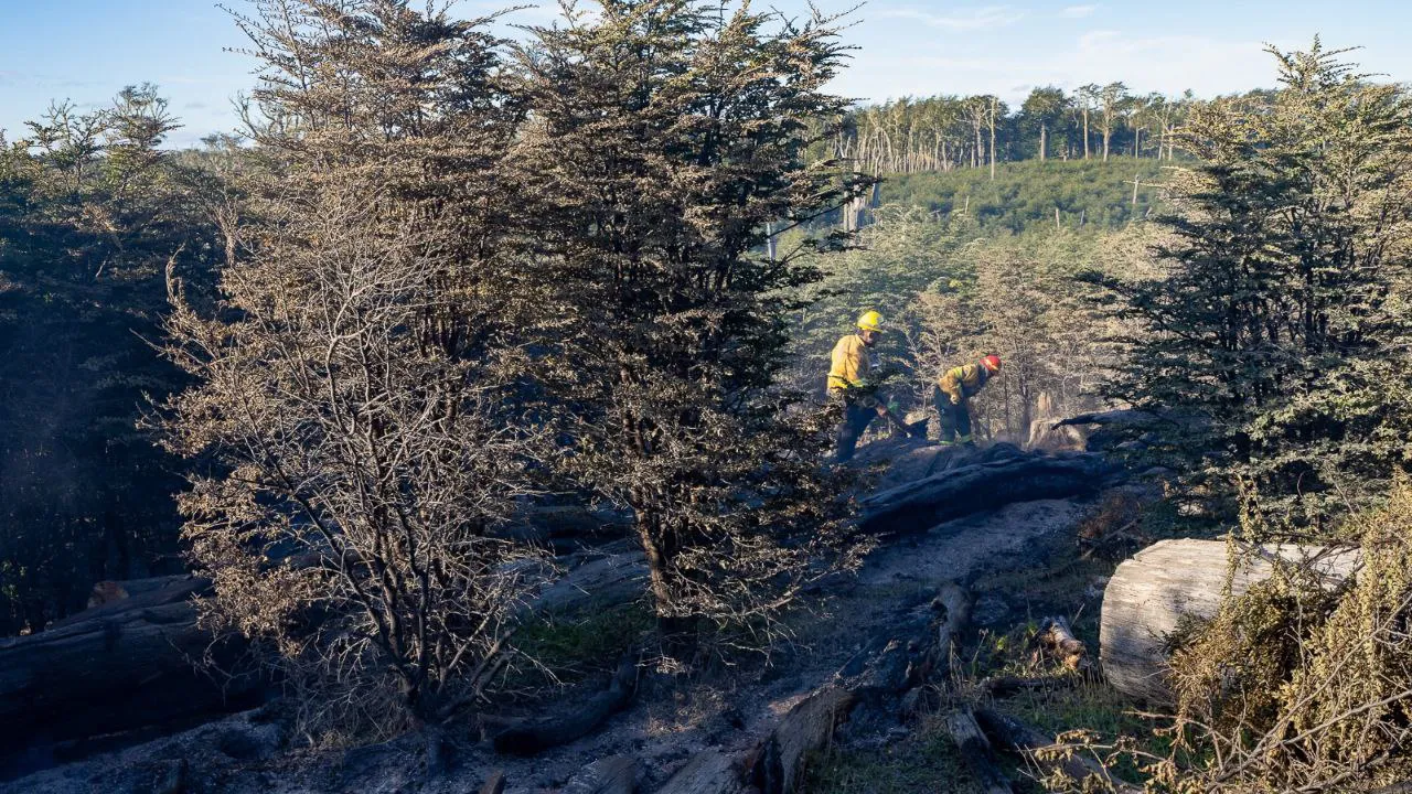 incendio foresta