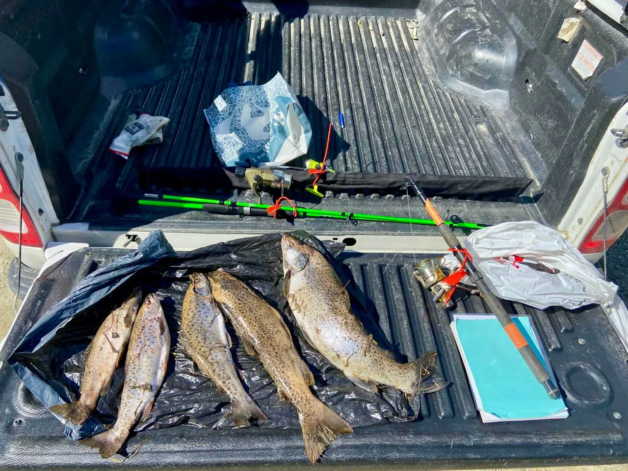 pesca ilegal