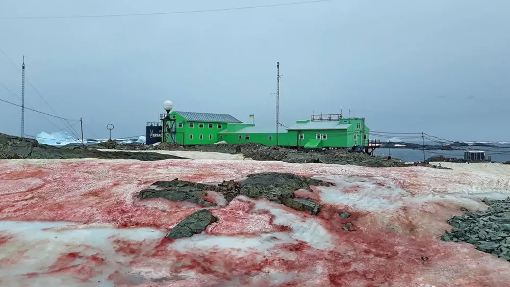 Algas Rojas Antártida