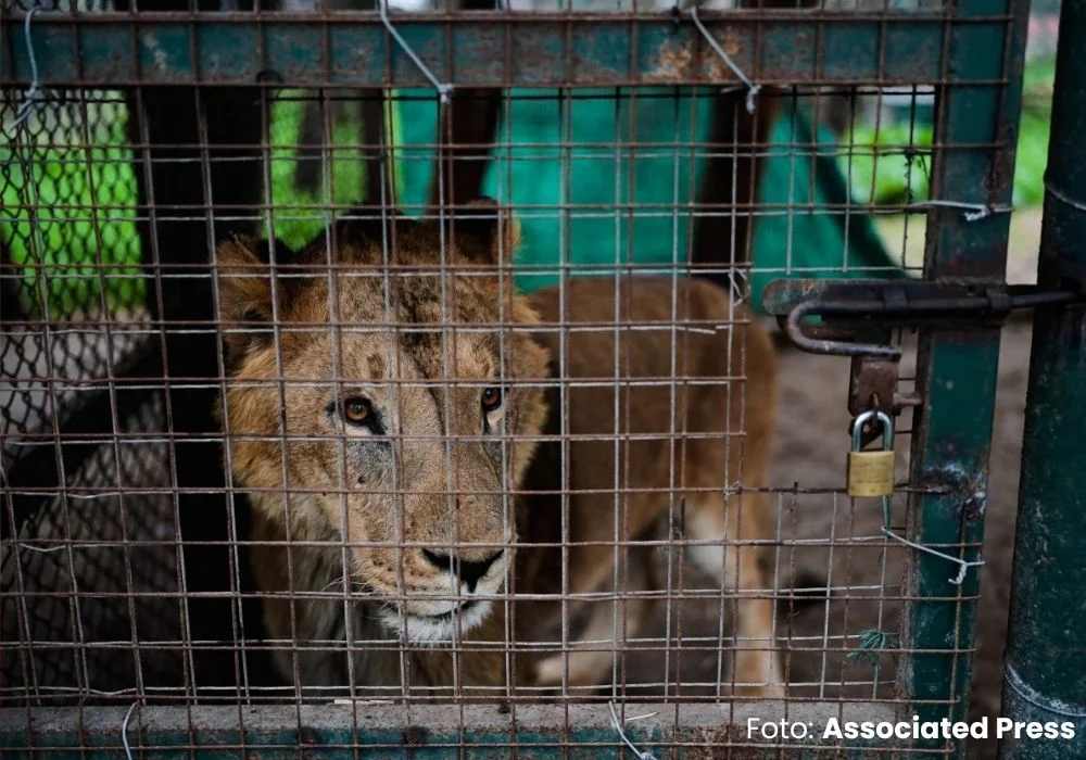 Leones jaula Luján