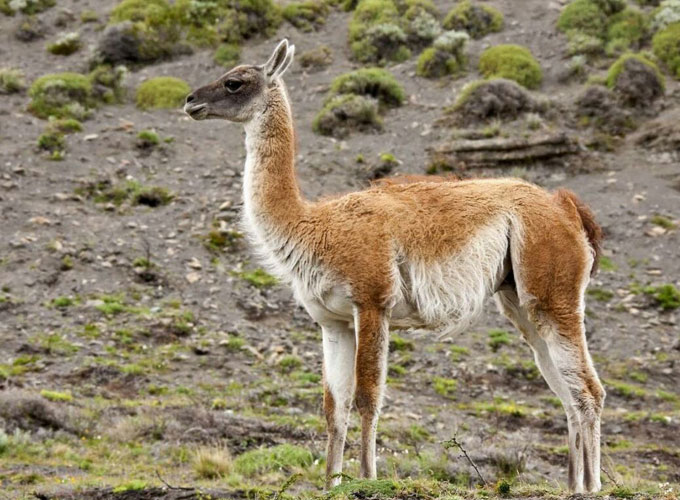 GUANACO