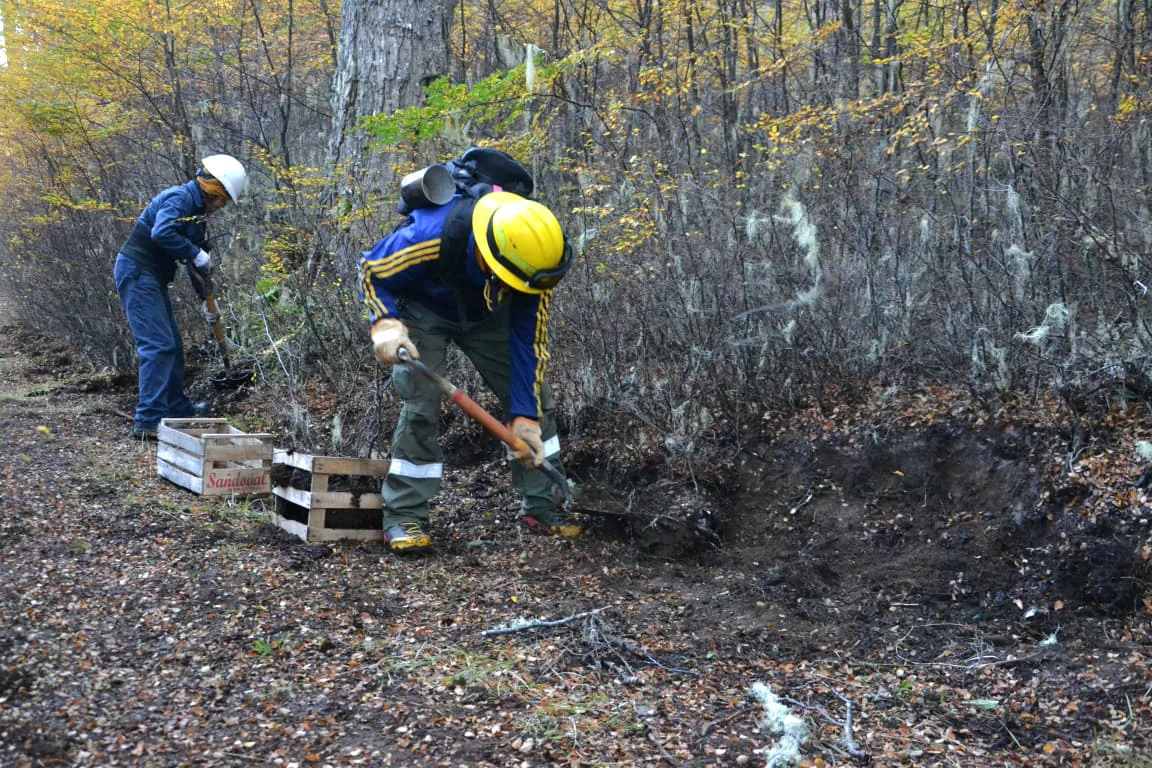 REFORESTACION