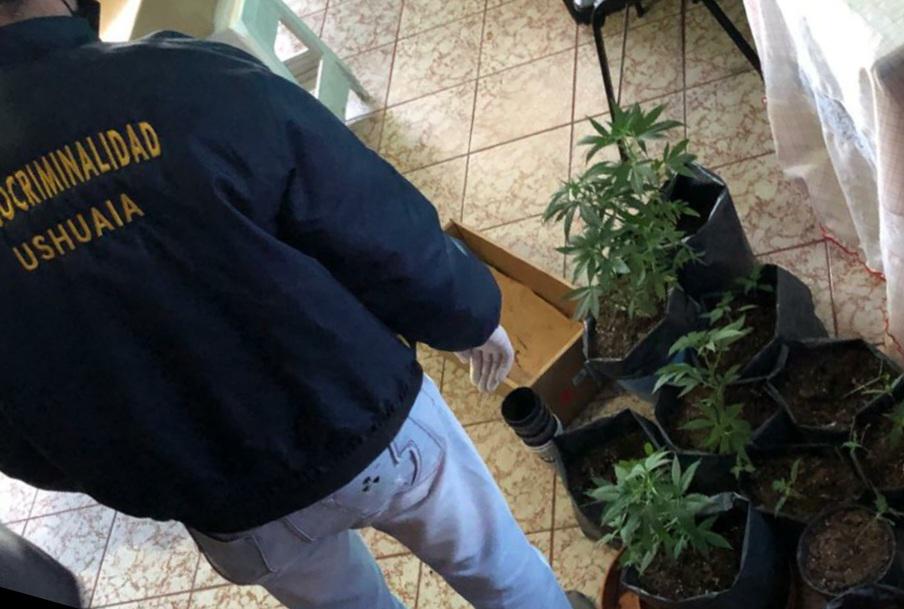 marihuana ushuaia