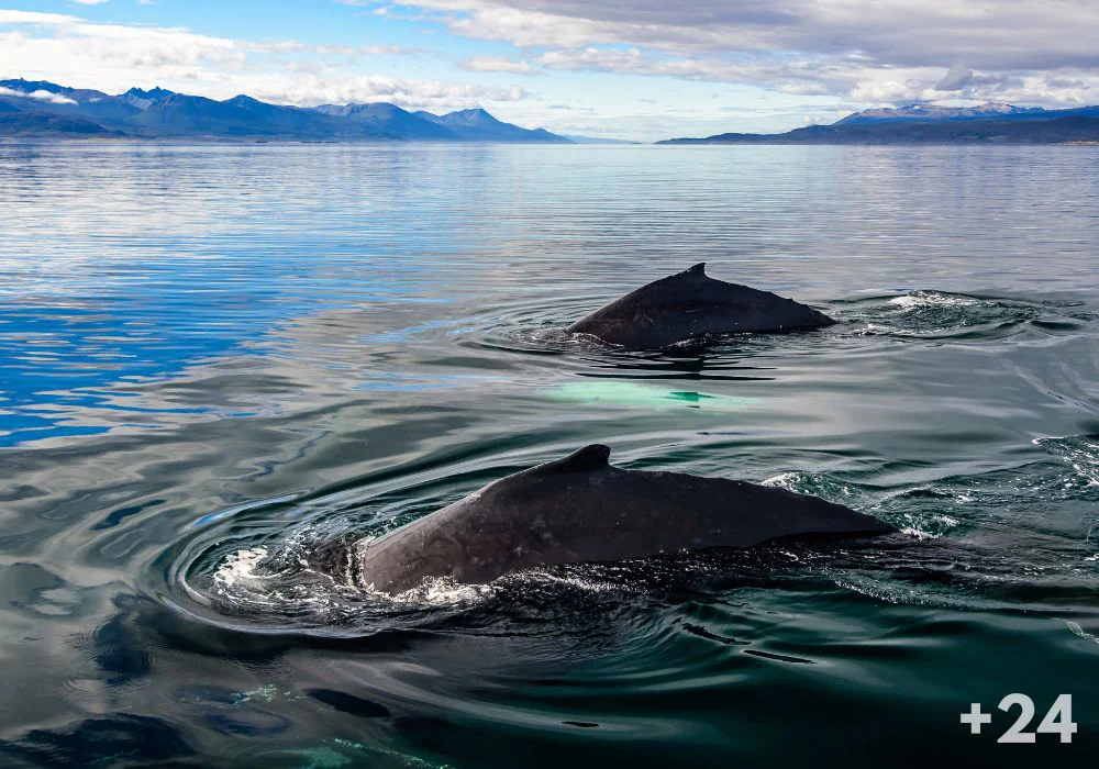 Ballenas canal Beagle Ushuaia
