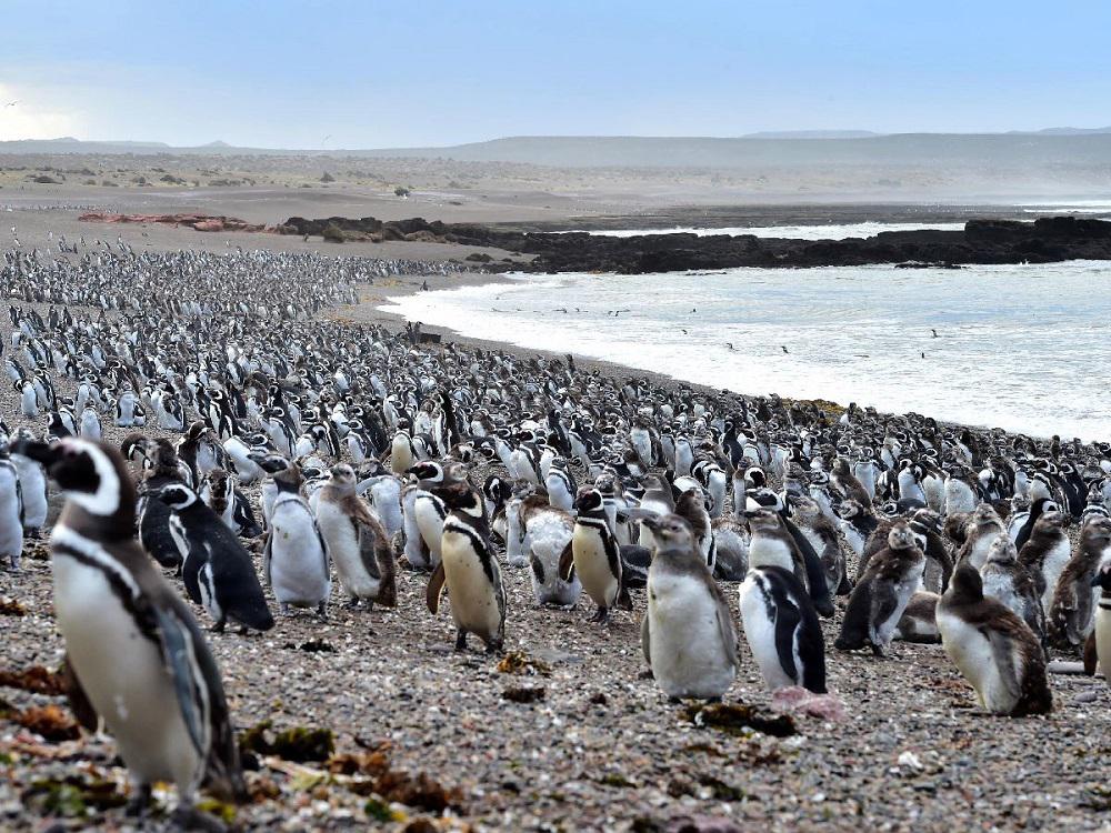 Pinguinos chubut