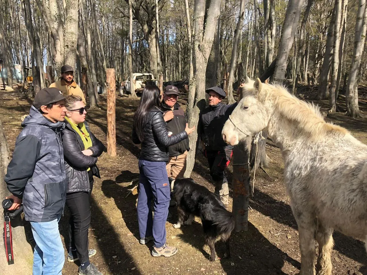 caballos