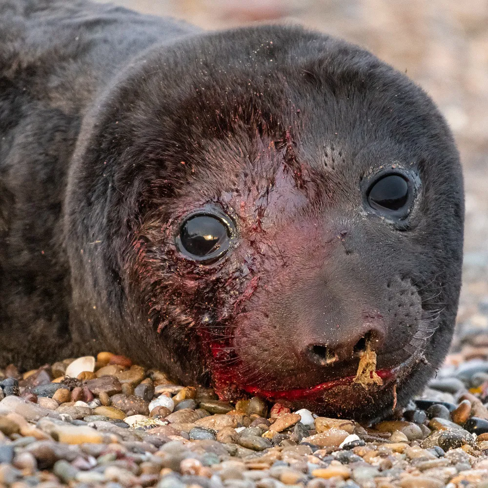 Adri-Sanz-aplastado-por-trailer