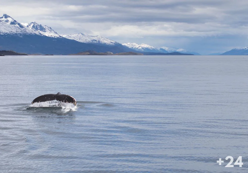 Ballenas canal beagle