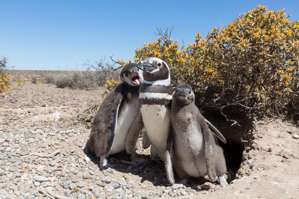 Familia pinguinos