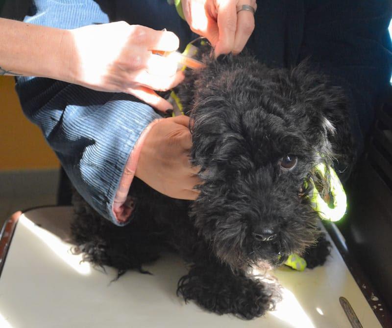 perro zoonosis