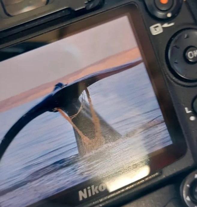 Foto ballena enredada PH, @ernestricci