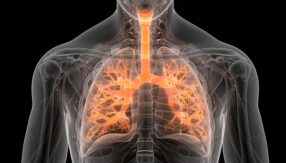 pulmones