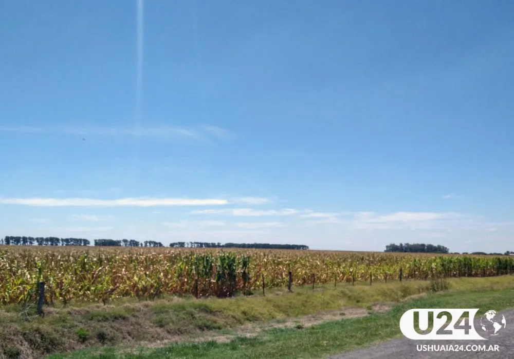 campo