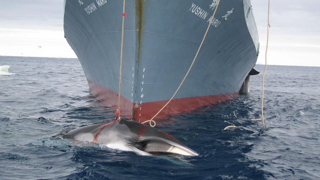 ballena japon