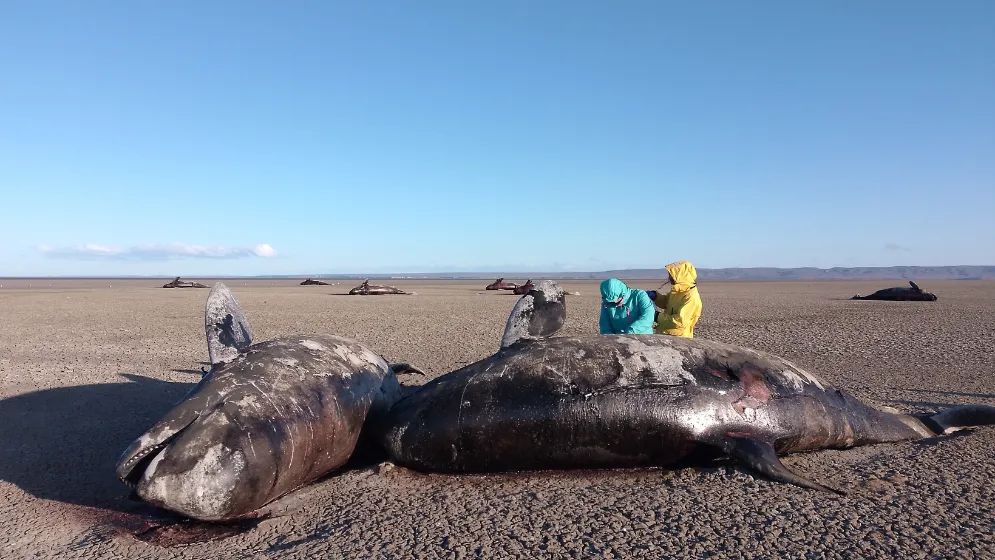 orcas varadas