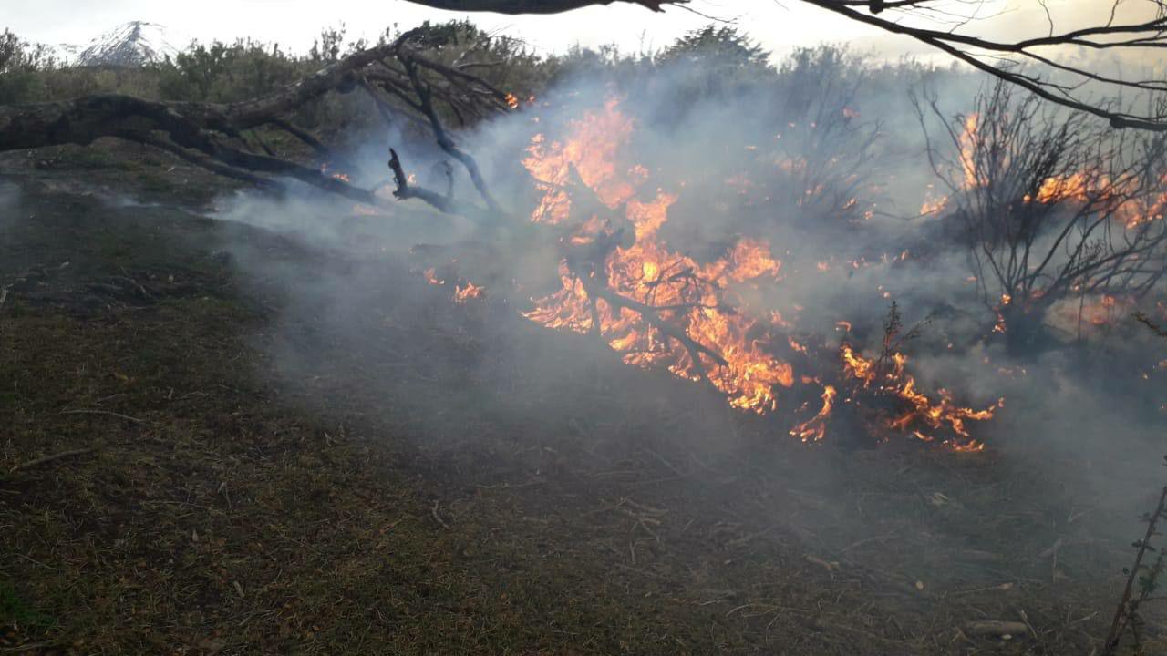 fuego bosque