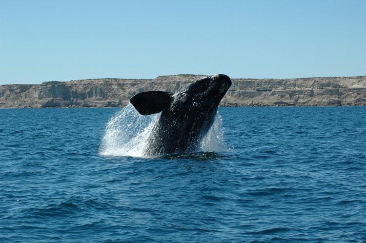ballena