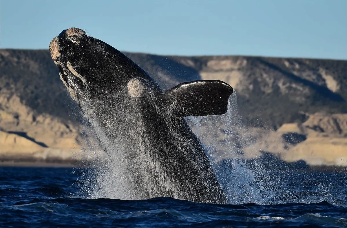 ballenas