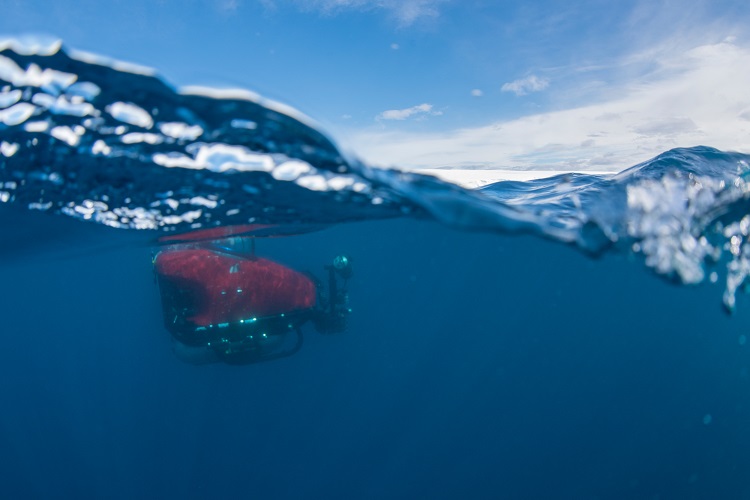 Greenpeace Muestra Imágenes Del Fondo Marino De La Antártida