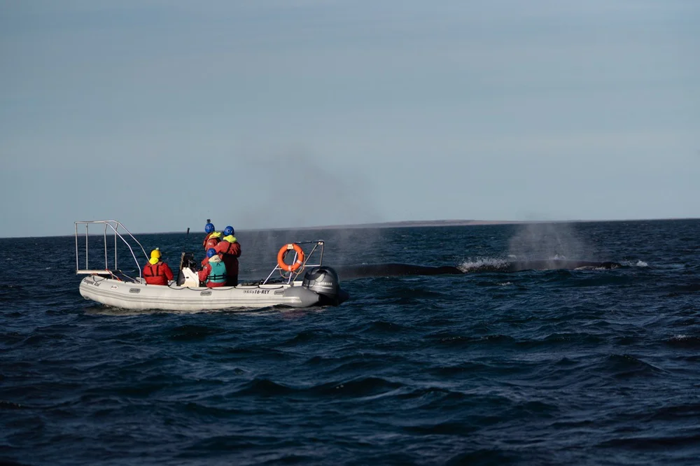 ballenas Chubut