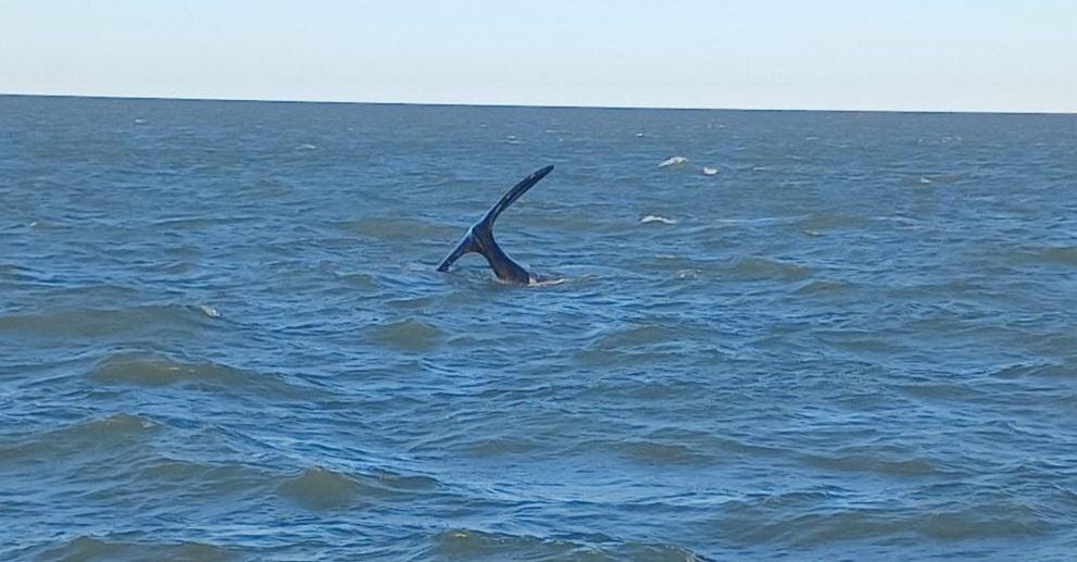 ballena bahia