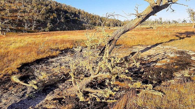 incendio forestal
