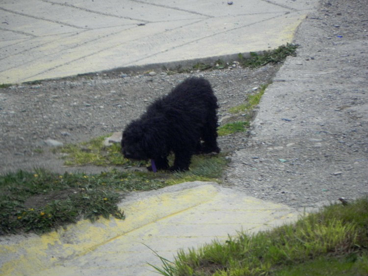 Perro 750x500