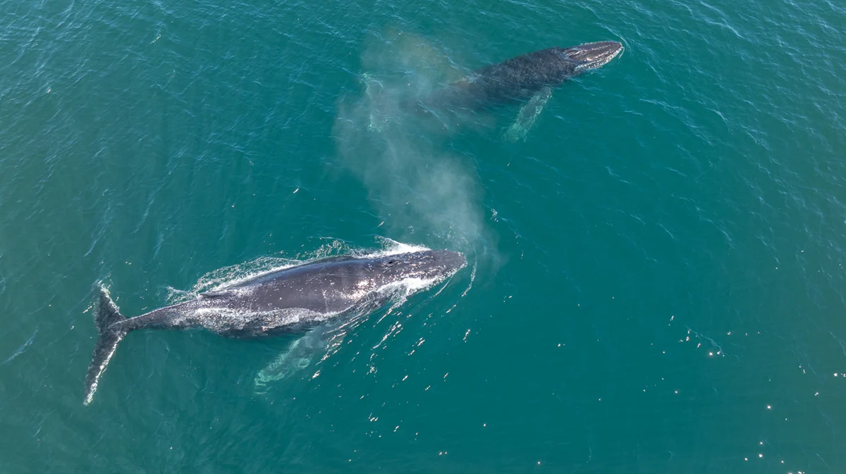 _Ballena Jorobada - Enero 2025 - crédito Horacio Barbieri-Rewilding Argentina