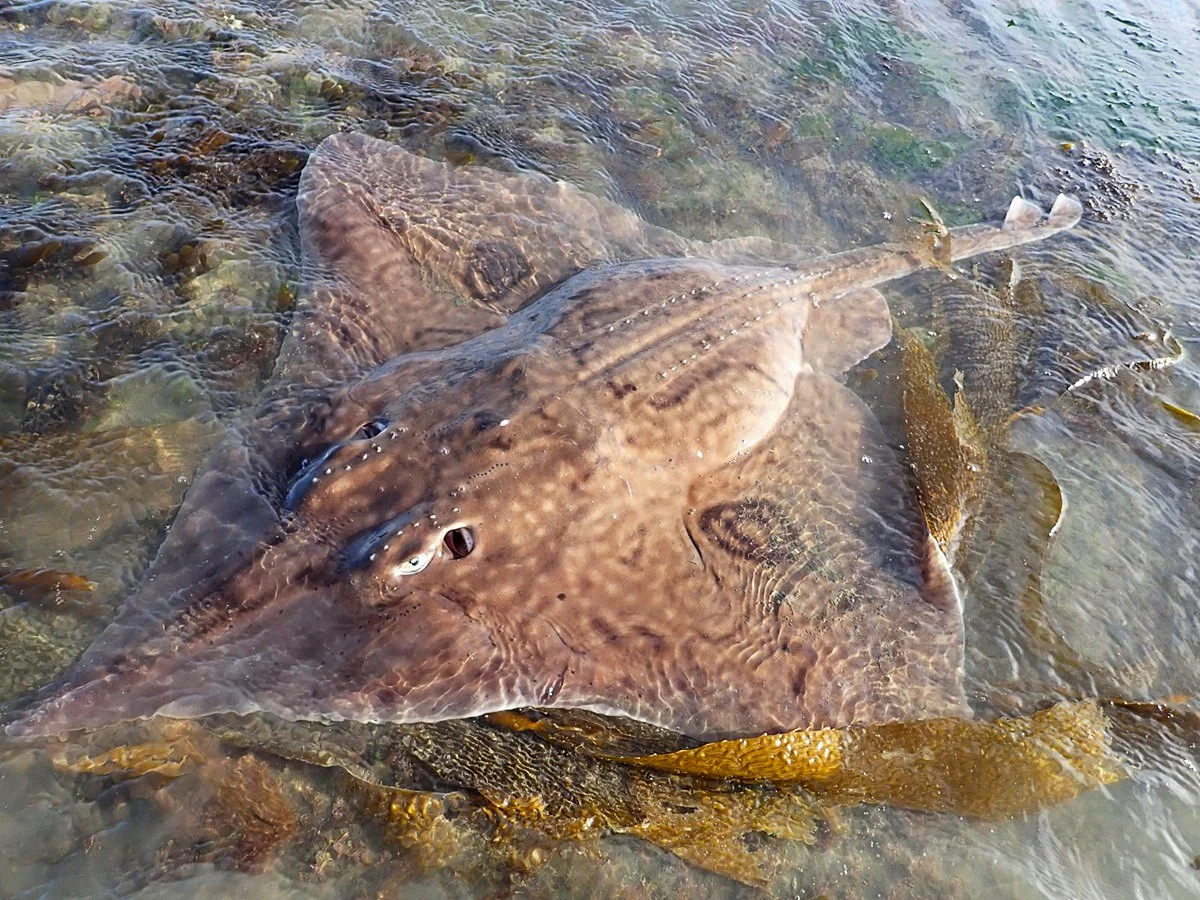 condrictios 10, gentileza _Por el Mar_